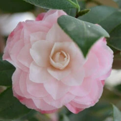 Camelia Japonica Nuccio's Pearl -Future Forests CameliajaponicaNucciosPearl