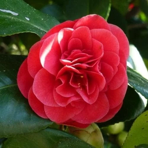 Camellia Japonica Adolphe Audusson 1 Camellia Japonica Adolphe Audusson