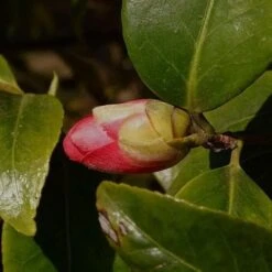 Camellia Japonica Adolphe Audusson 5 Camellia Japonica Adolphe Audusson -Future Forests Camellia Adolphe Audusson 01