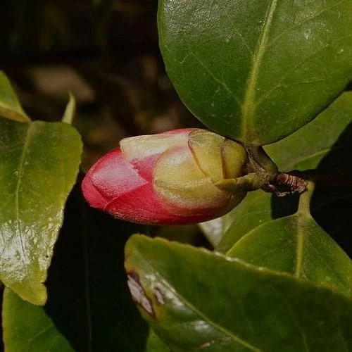 Camellia Japonica Adolphe Audusson 3 Camellia Japonica Adolphe Audusson - Image 3