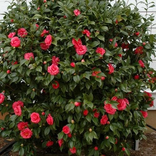 Camellia Japonica Adolphe Audusson 2 Camellia Japonica Adolphe Audusson - Image 2