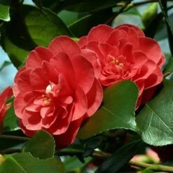 Camellia Japonica Lady Campbell -Future Forests Camellia Lady Campbell 01x
