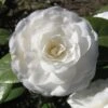 Camellia Mathotiana Alba