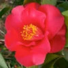 Camellia Japonica Midnight