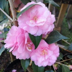 Camellia Spring Festival (cuspidata Hybrid) 5 Camellia Spring Festival (cuspidata Hybrid) -Future Forests Camelliaspringfestival3