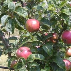 Apple Camelot -Future Forests Camelot 03