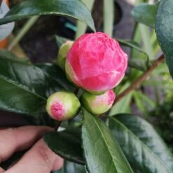Camelia Japonica Nuccio's Pearl -Future Forests CammeliajapinicaNucciosPearl3.ff