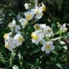 Carpenteria Californica