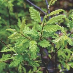 Carpinus Betulus Quercifolia -Future Forests Carpinus betulus Quercifolia 03
