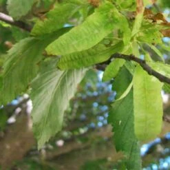 Carpinus Betulus Quercifolia -Future Forests Carpinus betulus Quercifolia 06