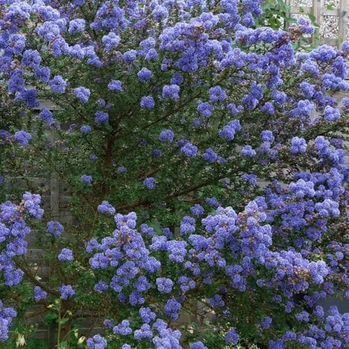 Ceanothus Southmead 1 Ceanothus Southmead