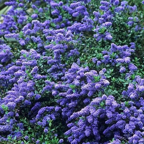 Ceanothus Southmead 2 Ceanothus Southmead - Image 2
