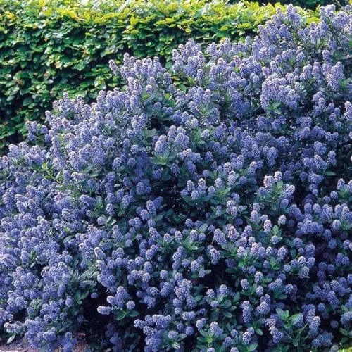 Ceanothus Southmead 3 Ceanothus Southmead - Image 3
