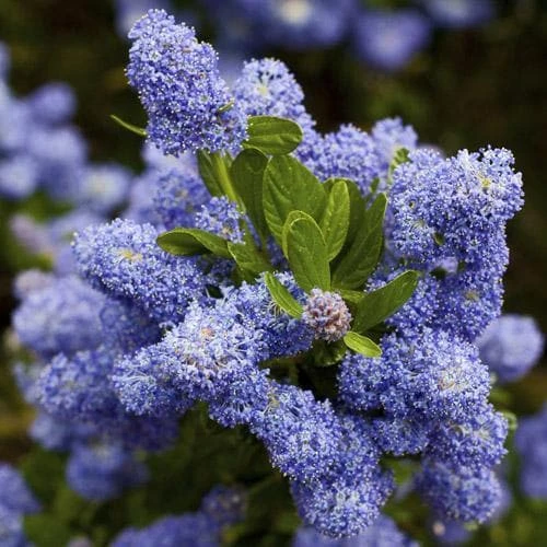 Ceanothus Southmead 4 Ceanothus Southmead - Image 4