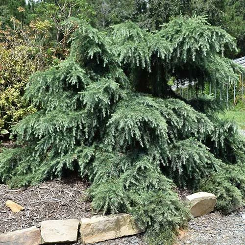 Cedrus Deodara Feelin' Blue 1 Cedrus Deodara Feelin' Blue