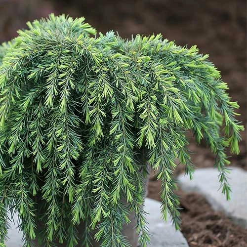 Cedrus Deodara Feelin' Blue 2 Cedrus Deodara Feelin' Blue - Image 2