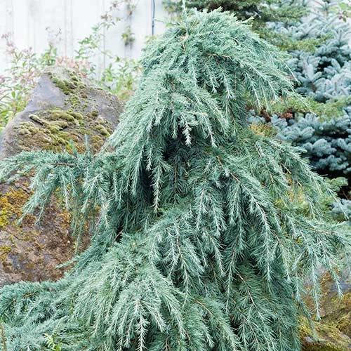 Cedrus Deodara Feelin' Blue 3 Cedrus Deodara Feelin' Blue - Image 3