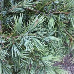 Cedrus Deodara Feelin' Blue 7 Cedrus Deodara Feelin' Blue -Future Forests Cedrus deodara Feelin Blue 04