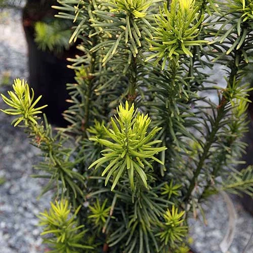 Cephalotaxus Harringtonia Fastigiata 2 Cephalotaxus Harringtonia Fastigiata - Image 2