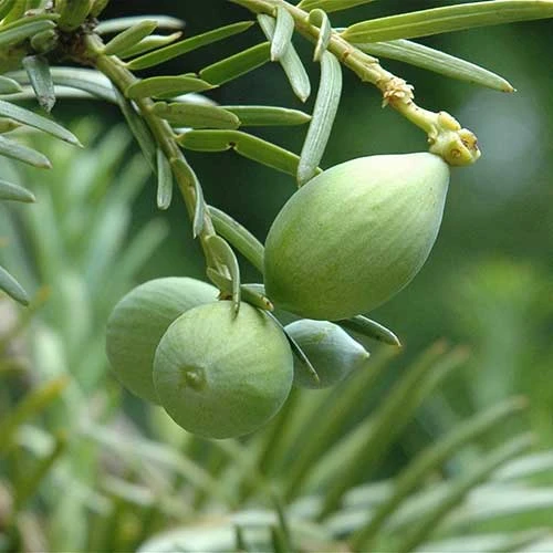 Cephalotaxus Harringtonia Fastigiata 3 Cephalotaxus Harringtonia Fastigiata - Image 3