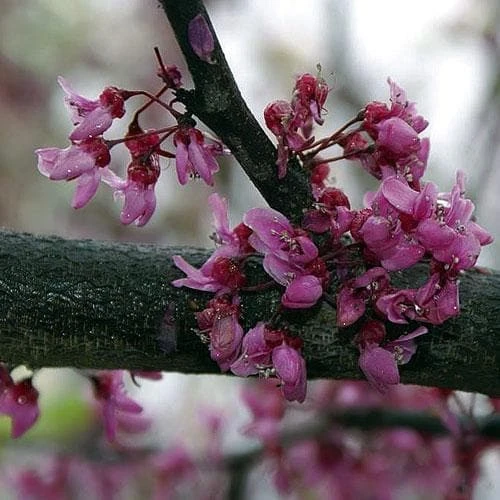 Cercis Canadensis Forest Pansy 4 Cercis Canadensis Forest Pansy - Image 4