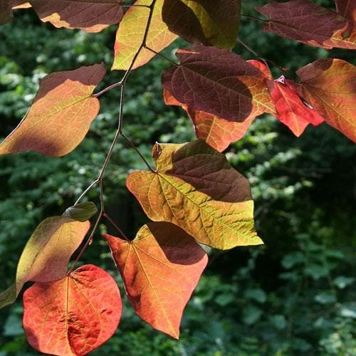 Cercis Canadensis Forest Pansy 1 Cercis Canadensis Forest Pansy