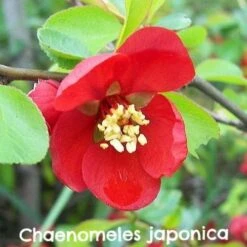 Permaculture Hedge Mix -Future Forests Chaenomeles japonica 1 7f01d6da 186b 41f8 b558 2b3ea242962e