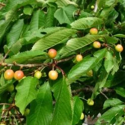 Cherry Merton Glory 7 Cherry Merton Glory -Future Forests Cherry Merton Glory 05 cr