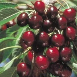 Cherry Stella -Future Forests Cherry Stella 03 cr