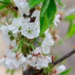 Cherry Stella -Future Forests Cherry Stella 04 cr