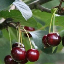 Cherry Sunburst -Future Forests Cherry Sunburst 02 cr