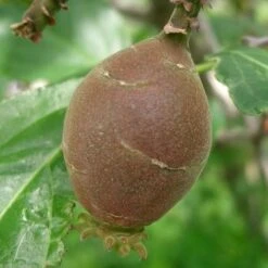 Chimonanthus Praecox -Future Forests Chimonanthus praecox 03