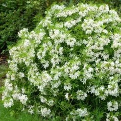 Choisya Ternata Aztec Pearl -Future Forests Choisya Aztec Pearl 03