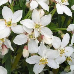 Choisya Ternata Aztec Pearl -Future Forests Choisya Aztec Pearl 05