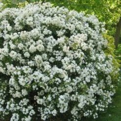 Choisya Ternata Aztec Pearl -Future Forests Choisya Aztec Pearl 06