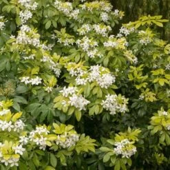 Choisya Ternata Sundance -Future Forests Choisya ternata Sundance 03