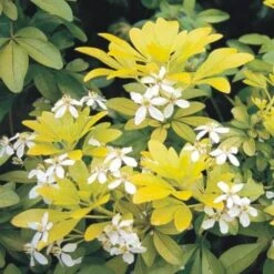 Choisya Ternata Sundance -Future Forests Choisya ternata Sundance 04