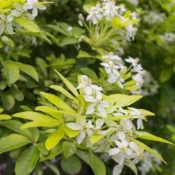 Choisya Ternata Sundance -Future Forests Choisya ternata Sundance 07