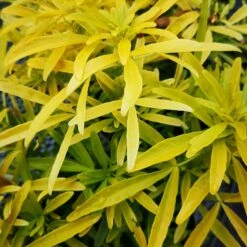 Choisya Ternata Gold Star -Future Forests ChoisyaternataGoldfinger1.ff