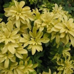 Choisya Ternata Sundance -Future Forests Choiysa Sundance Castle Durrow Sep 17 FF