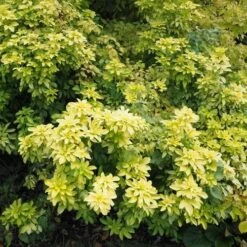 Choisya Ternata Sundance -Future Forests Choiysa Sundance Castle Durrow Sep 17 FF 1