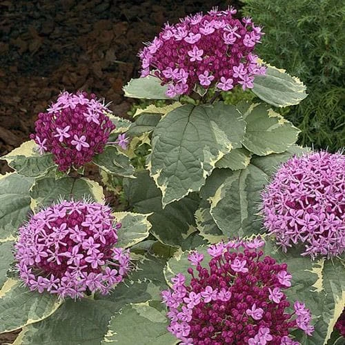 Clerodendrum Bungei Pink Diamond 3 Clerodendrum Bungei Pink Diamond - Image 3