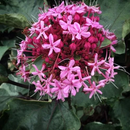 Clerodendrum Bungei Pink Diamond 2 Clerodendrum Bungei Pink Diamond - Image 2