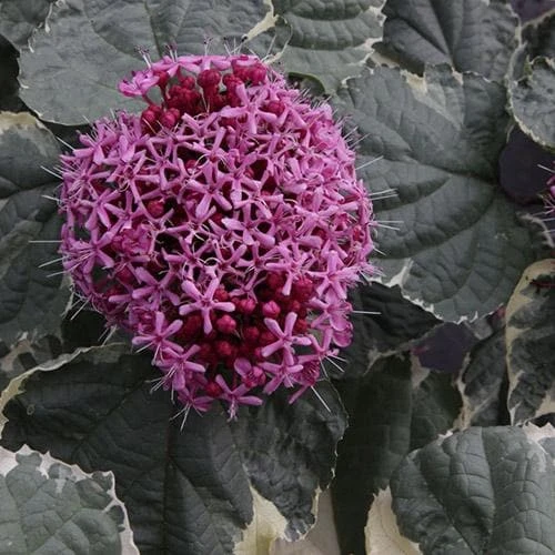 Clerodendrum Bungei Pink Diamond 4 Clerodendrum Bungei Pink Diamond - Image 4