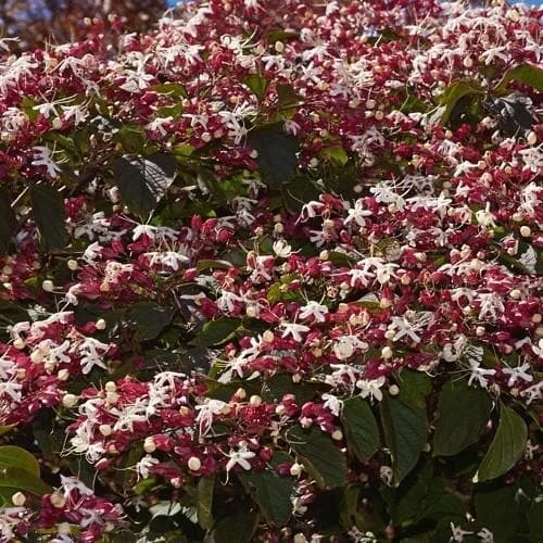 Clerodendrum Trichotomum Purple Blaze 2 Clerodendrum Trichotomum Purple Blaze - Image 2