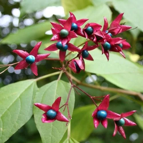 Clerodendrum Trichotomum Purple Blaze 1 Clerodendrum Trichotomum Purple Blaze