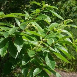 Clethra Pringlei -Future Forests Clethra pringlei 02