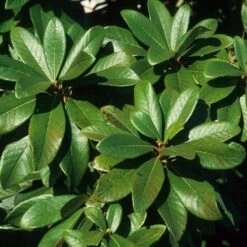 Clethra Pringlei -Future Forests Clethra pringlei 06