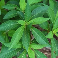 Clethra Fargesii -Future Forests Clethra fargesii 01