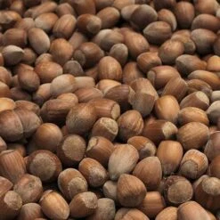 Filbert - Corylus Maxima Kentish Cob -Future Forests Cobnut Kentish Cob 02